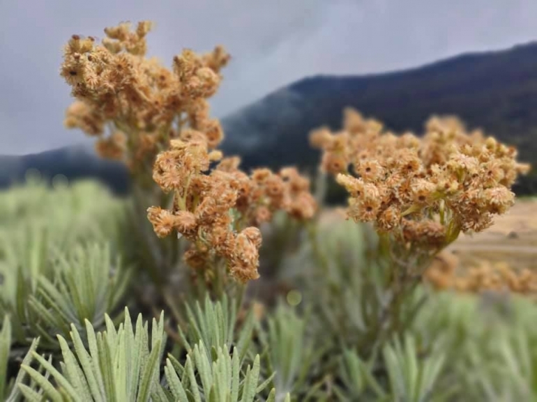 Edelweiss : Bunga abadi yang bisa kita temukan di Surya Kencana