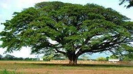 sebatang pohon. sumber bacaterus.com
