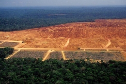 Deforestasi. Sumber: gettyimages