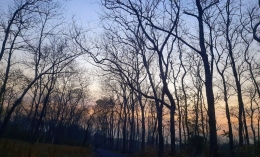 Senja di hutan jati Lamongan selatan. Foto: Dok. Pribadi