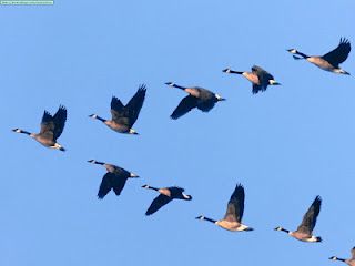 Gambar 2. Kawanan Burung Terbang Membentuk Formasi Huruf