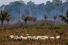 Salah satu penyebab meningkatnya deforestasi adalah pengunaan lahan untuk peternakan sapi | Foto diambil dari Washington Post