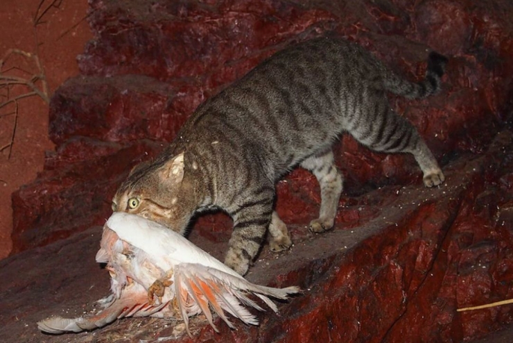 Kucing liar dan kucing peliharaan menjadi permasalahan besar di Australia utamanya mengancam keberadaan  satwa liar. Photo:Mark Marathon