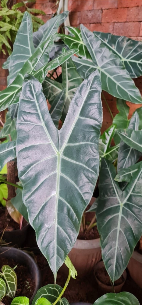 Tanaman Alocasia (Foto Pribadi)