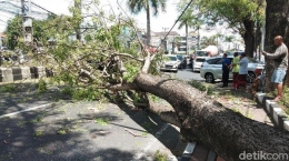 Pohon tumbang | sumber : news.detik.com/