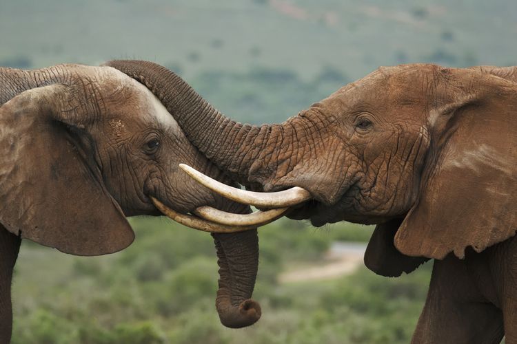 Ilustasi gajah. | sumber: shutterstock via KOMPAS.com