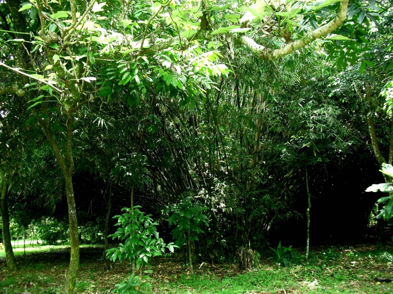 Rumpun Bambu endemik Jawa Barat; Cagar Alam Chastelein, Depok Lama. Foto : Parlin Pakpahan.