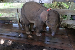 Anak gajah yang terkena jebakan pemburu. Sumber: tirto.id