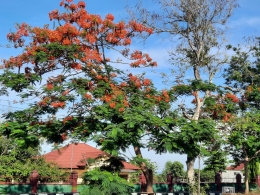 Pohon flamboyan di ruas jalan utama Kupang (Dokumentasi pribadi)