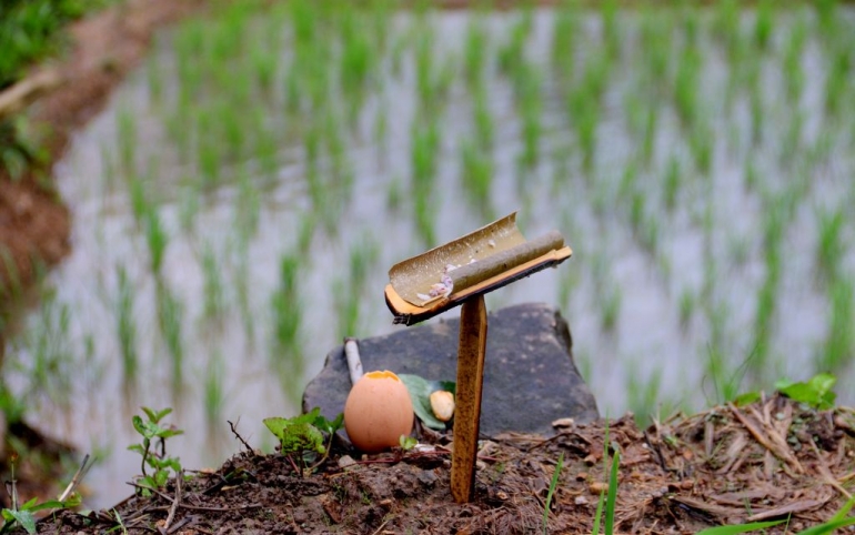 Cepa [daun sirih dan buah pinang] yang menjadi bagian daripada sesajen dalam ritual Ruha Helang di persawahan Manggarai.[Dok. Kraeng Yofie]