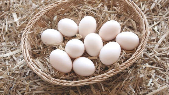Telur ayam kapas. Photo: NHK
