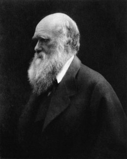 Gambar 2. Selama liburan keluarga Darwin tahun 1868 di pondok Isle of Wight miliknya (Credit: Julia Margaret/Wikimedia Commons)