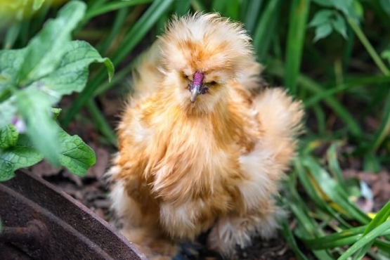 Variasi warna bulu ayam kapas lainnya. Photo: chickensandmore.com