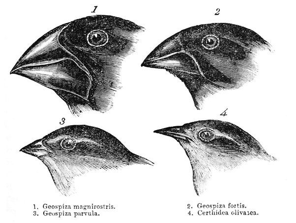 Gambar 1. Burung kutilang Darwin atau kutilang Galapagos. Darwin(Credit: John Gould/Wikimedia Commons)