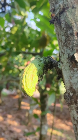 Semut hitam menjaga buah kakao agar tidak diserang hama Helopeltis spp. (Dokumentasi Pribadi, 2021)