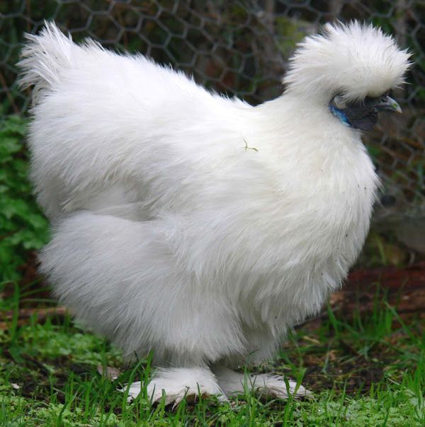 Mutasi gen PDDSS2 menyebabkan bulu ayam kapas sangat unik. Phoro: roysfarm.com