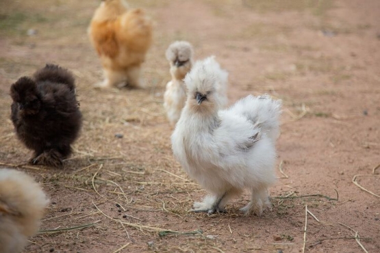 Pemeliharaan ayam kapas biasanya dilakukan dengan sistem free ranch. Photo: chickensandmore.com