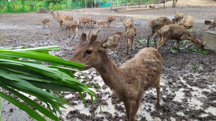Atraksi memberi makan rusa menjadi salah satu andalan layanan wisata di TWA Gunung Tunak. (Foto: Gapey Sandy)