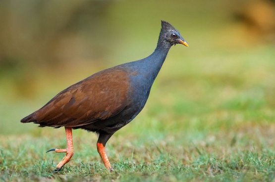 Burung Gosong Kaki-Merah. (Foto: wanaswara.com)