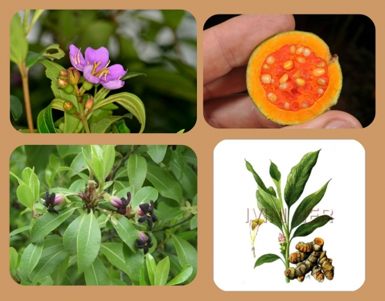 Beberapa tumbuhan yang dimanfaatkan sebagai pewarna alami noken (sumber : artikel Yayan Sopian)