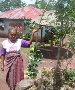 Salah seorang petani di Eban mengembangkan apel manalagi di pekarangan rumah. Dok pribadi