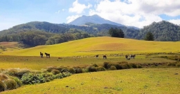 Kuda Timor di Pegunungan Mutis