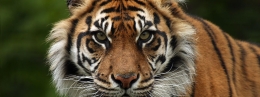 Harimau Sumatera yang legendaris. Photo: WWF 