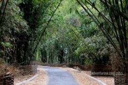 Kondisi Hutan Bambu tahun 2015, menuju pendakian Bukit Selong. (Foto: adventurose.com)