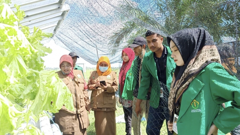 Dokumentasi Panen Hidroponik kelompok KKN -- PPM 236 | Photo : Dokumentasi KKN 236
