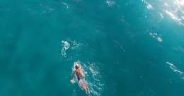 Pexels.com | Drone DJI Terbaik untuk Fotografi Liburan di Pantai