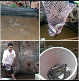 Senang memiliki kolam ikan lele. Efek pandemi menjadikan saya dan keluarga ingin memelihara lele. Saatnya panen, nih.| Foto: Wahyu Sapta.