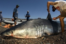 Perburuan sirip hiu. Source: food.detik.com
