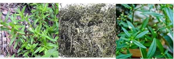 Image cberikut adalah gambar dari tanaman Rumput Mutiara yang masih segar, dikeringkan, dan daun Rumput Mutiara