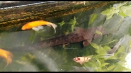 Saya memiliki ikan lele sebesar lengan orang dewasa, hidup berdampingan dengan ikan mas. Rukun mereka. | Foto: Wahyu Sapta. 