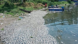 Ikan mati di danau Maninjau, sumber:https://sumbar.inews.id/