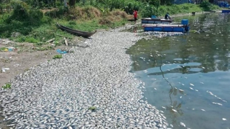 Ikan mati di danau Maninjau, sumber:https://sumbar.inews.id/