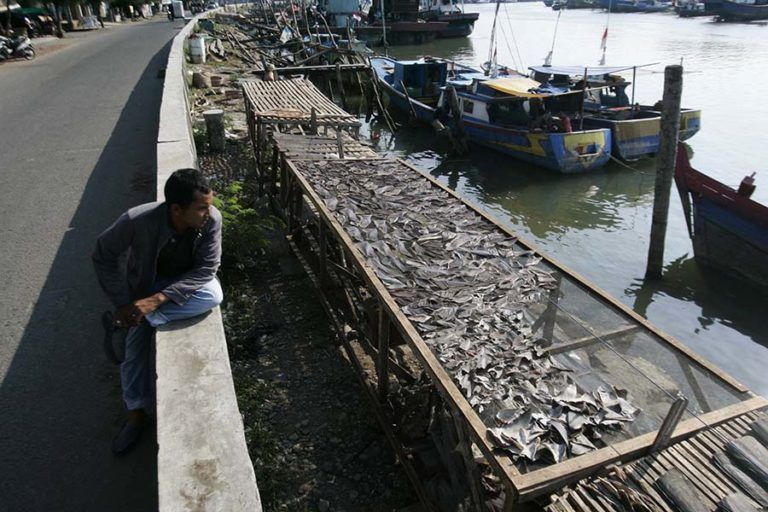 Pengeringan sirip hiu di Aceh untuk dijual selanjutnya. Credit: Junaidi Hanafiah.