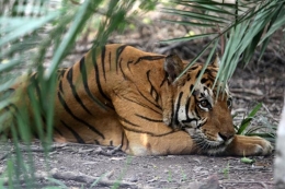 Ilustrasi harimau (VIA Indianexpress )