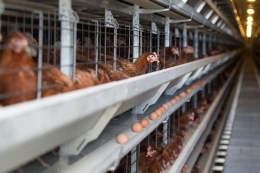 Ilustrasi peternakan ayam modern, kandang ayam yang kecil membuat ayam tidak bebas bergerak (Shutterstock/Kartinkin77)