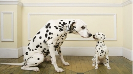 Keunikan anjing Dalmatian membuat banyak orang jatuh hati. Photo: dogtime.com