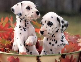  Anjing Dalmatian memang unik.  Photo: Pinterest. 