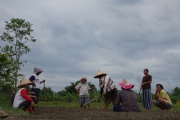 Dok lembaga : petani perempuan mengolah lahan bersama-sama sebagai bagian dari kegotongroyongan 