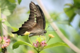 Ilustrasi kupu-kupu.| Sumber: WIKIMEDIA COMMONS/A.S.Kono via Kompas.com