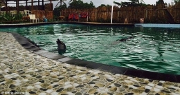 Lumba-lumba di kolam renang (Sumber: Chris Binns)