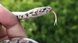 Instagram membantu penemuan spesies ular baru -Virendar Bhardwaj