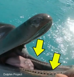 Lumba-lumba yang sudah tidak punya gigi sama sekali (Sumber: Dolphin Project)