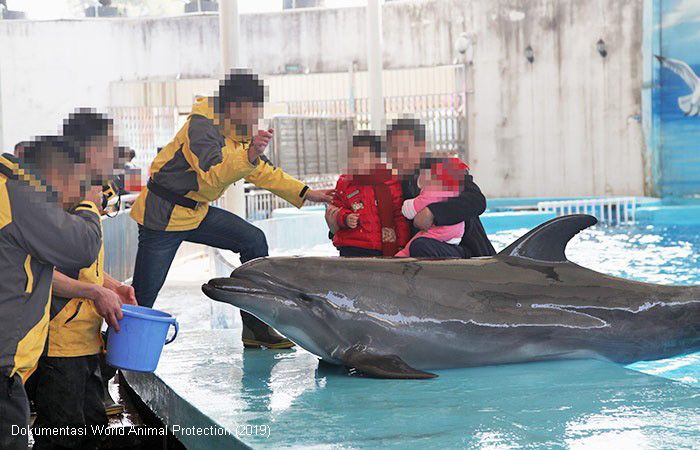 Turis berinteraksi dengan lumba-lumba (Sumber: World Animal Protection)