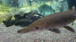 Ilustrasi ikan Aligator sebagai salah satu ikan predator, sumber: medan.tribbunnews.com