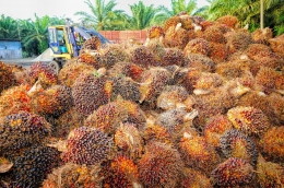 https://www.pexels.com/search/palm oil plantation/ 