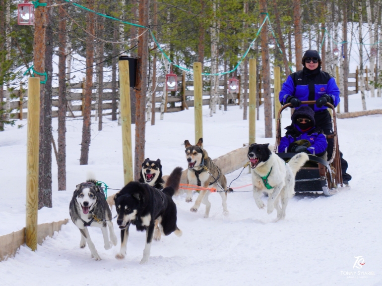 Wisatawan yang sedang ditarik Anjing Husky di Rovaniemi. Sumber: dokumentasi pribadi